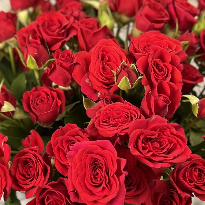 25 красных кустовых роз в коробке